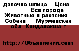 девочка шпица  › Цена ­ 40 000 - Все города Животные и растения » Собаки   . Мурманская обл.,Кандалакша г.